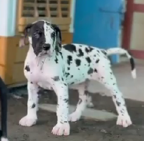 Male & Female Great Dane Puppies Available For Sale.
