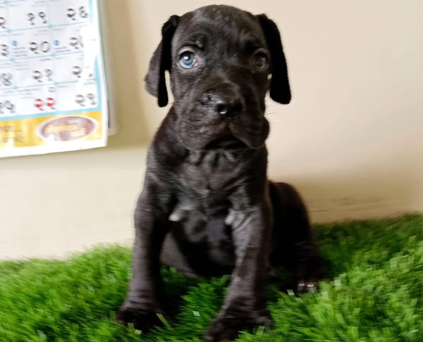 Buy majestic male & female puppies from vizag at affordable price.
