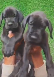 Purchase Male & Female Great Dane Puppies Available For Sale.
