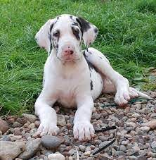 Purchase great dane male puppies from vizag.
