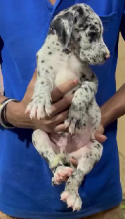 Get Male & Female Great Dane Puppies Available For Sale.
