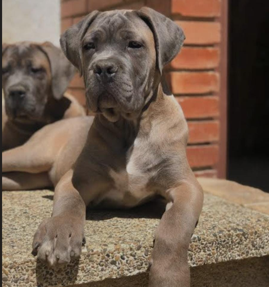 Get regal male & female great dane puppies from vizag.
