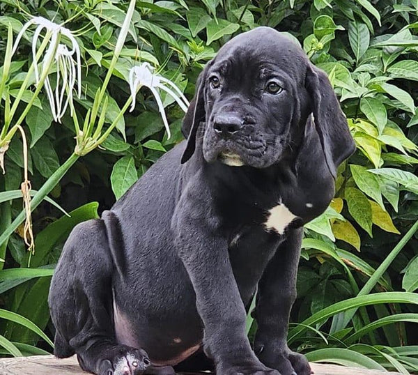 Black Great Dane Puppies Available In Pune.