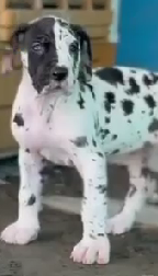 Great Dane Puppies Available In Pune.