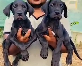 Great Dane Male Puppy Available For Sale.