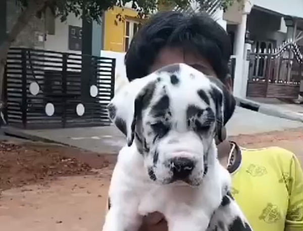 Great Dane Puppies Available For Sale In pune.