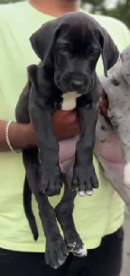 Graceful Great Dane Puppy Available In Bangalore.