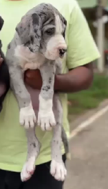 Graceful Great Dane Puppy Available In Bangalore.