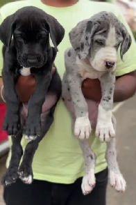 Graceful Great Dane Puppy Available In Bangalore.