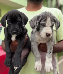 Graceful Great Dane Puppy Available In Bangalore.