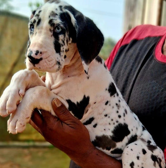 Buy majestic male & female puppies from hyderabad at affordable price.
