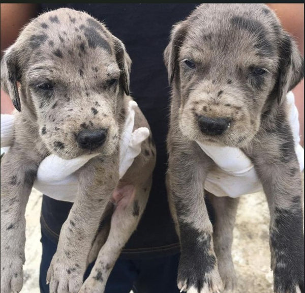 Great dane male & female puppies available for sale in hyderabad.
