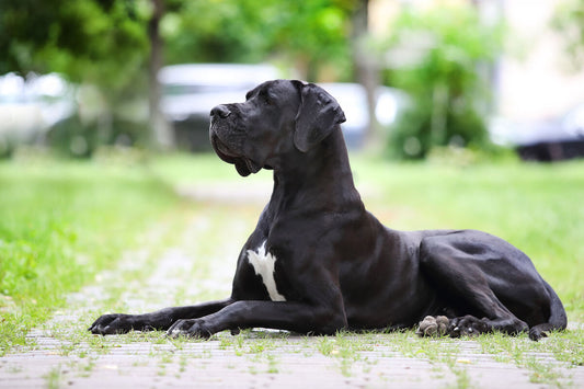 Majestic male & female great dane puppies at affordable price.