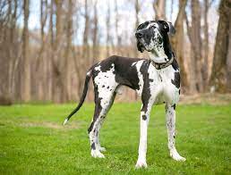Majestic male & female great dane puppies at affordable price.