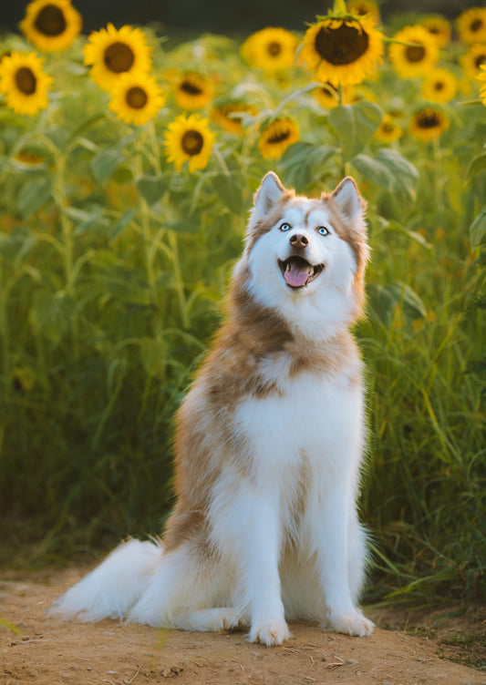 Talented Siberian Husky Puppy Available For Sale.