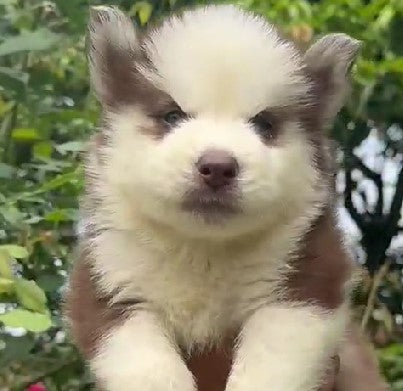 Buy siberian husky puppies from vizag at perfect price.
