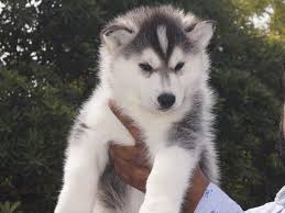 Get siberian husky male & female puppies from vizag at best quality.
