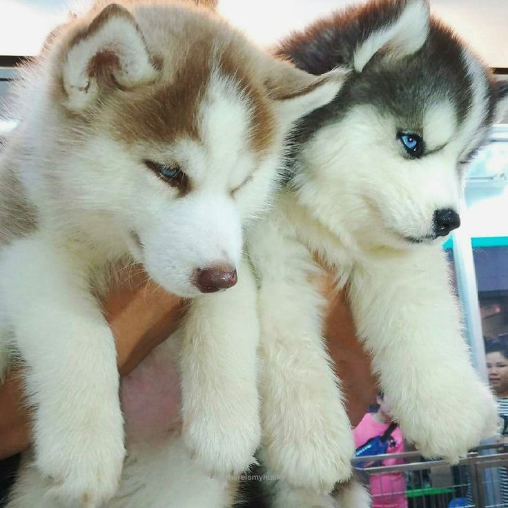 Purchase siberian husky puppies at premium quality in your city vizag.
