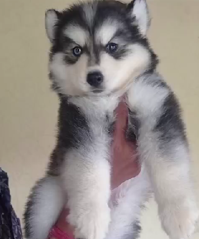 Buy male siberian husky puppies from vizag.
