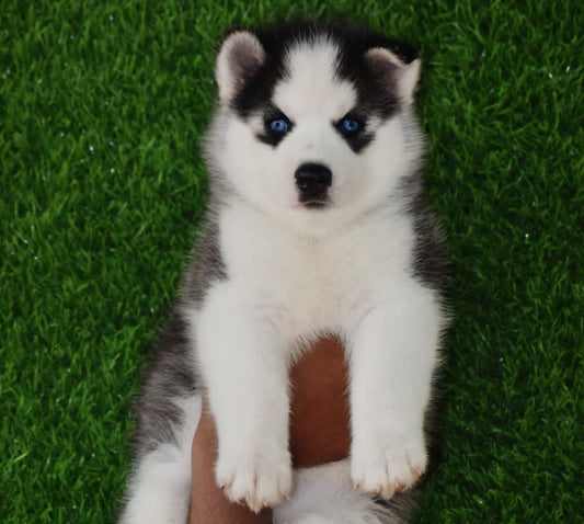 Blue Eyed Male Siberian Husky Puppies Available For Sale In Ahmedabad.
