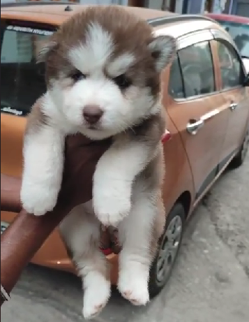 Buy Brown & White  Siberian Husky Male & Female Puppies Available For Sale In Ahmedabad.

