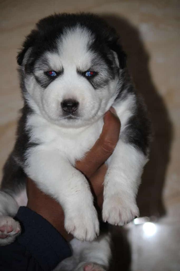 Odd Eye Siberian Husky Puppies Available In Ahmedabad.