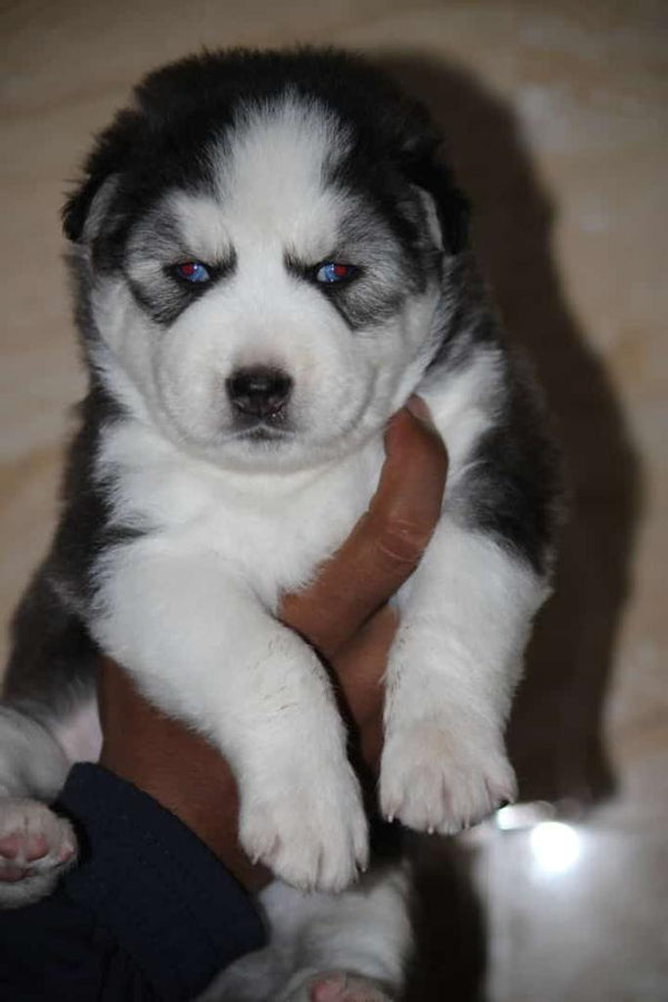 Odd Eye Siberian Husky Puppies Available In Ahmedabad.