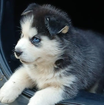 Purchase Healthy Siberian Husky  Available For Sale In Delhi.

