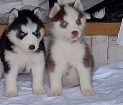 We have Male & Female Siberian Husky Puppies Available For Sale In Delhi.
