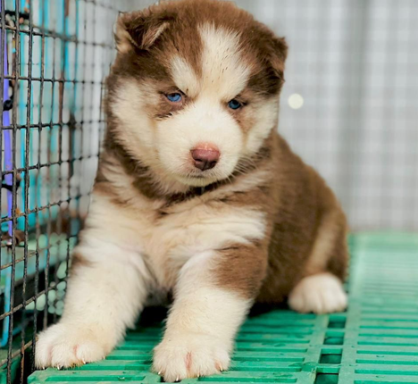  Blue Eyed Male Husky Puppies Available For Sale In Delhi.
