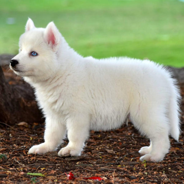 Pure White Husky Puppies Available For Sale.