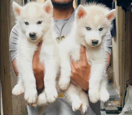 Get White Husky Puppies From Goa.