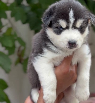 Grey & White Siberian Husky Puppies Available For Sale In Goa.