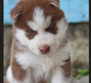 Blue Eyed Siberian Husky Puppies Available In Goa.