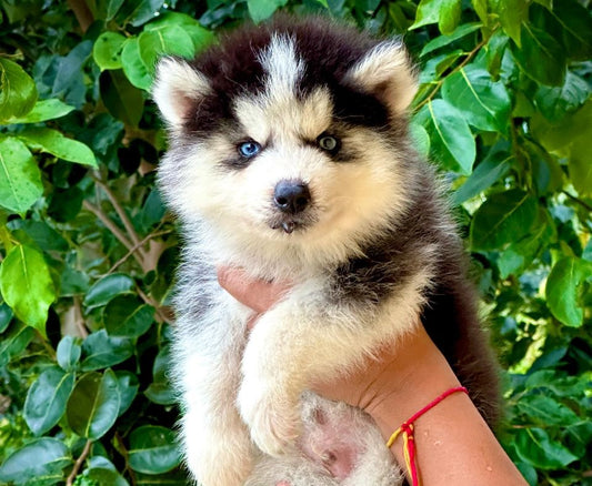 Male & Female Husky Puppies Available For Sale.
