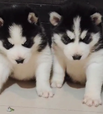 We have Male Husky Puppies Available For Sale.
