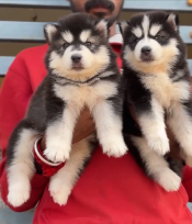 Get Male Husky Puppies Available For Sale.
