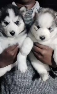Purchase Female & Male Husky Puppies Available For Sale.
