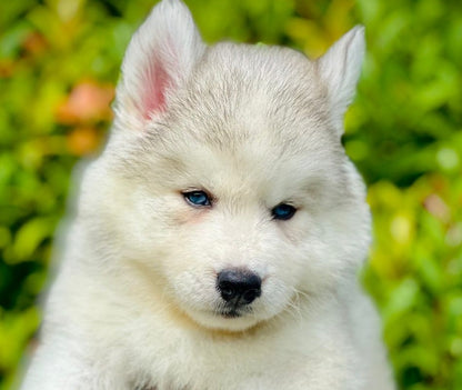 Siberian Husky Puppies AVailable For Sale In Pune.