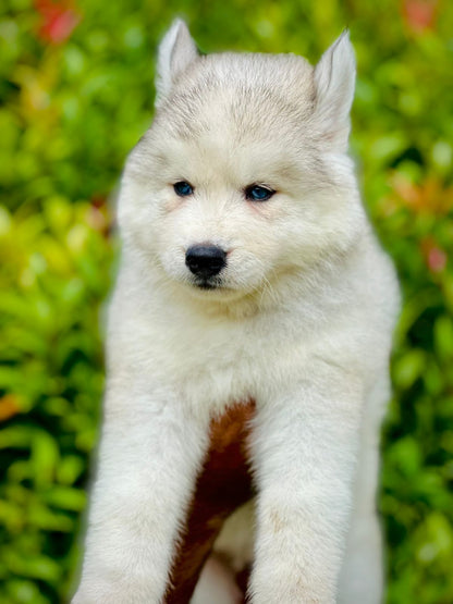 Get Blue Eyed Siberian Husky Puppies Online In Pune.