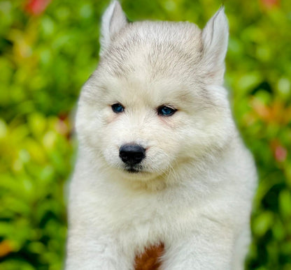 Buy White Wooly Coat Siberian Husky Puppies Available In Pune.