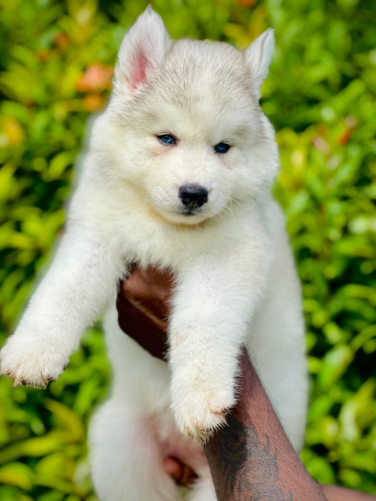 Buy Chmapion Bloodline Siberian Husky Puppies In Pune.