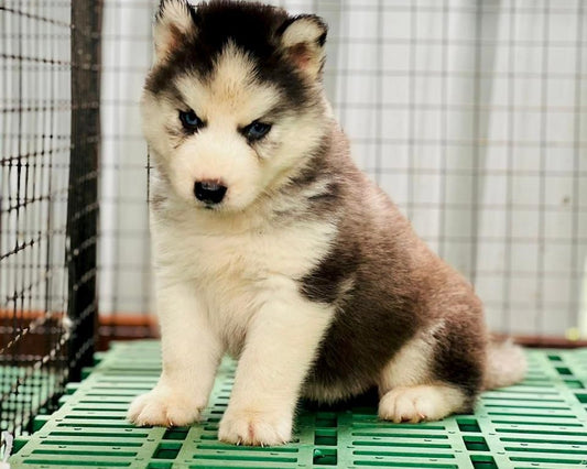 Buy Siberian Husky Puppy Online By Best Dog Breeders.
