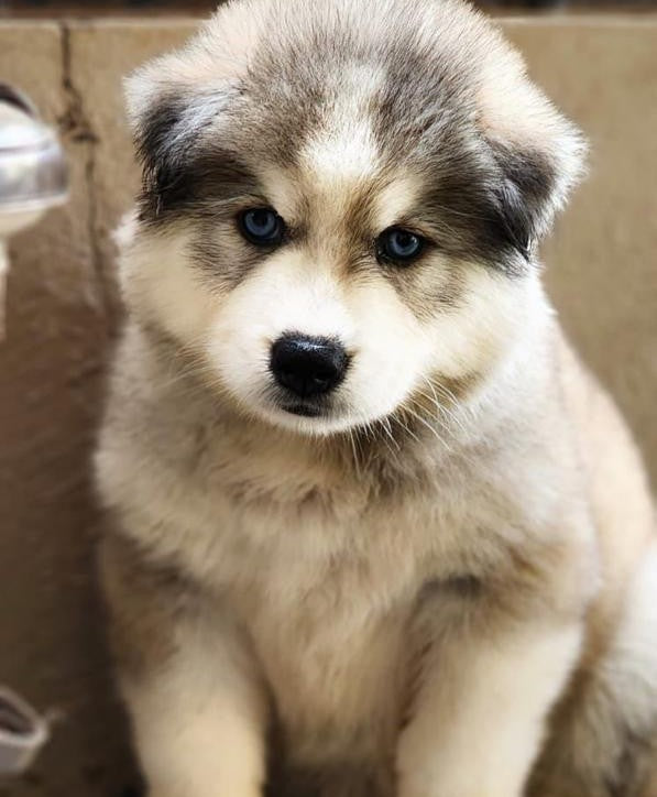 Blue Eyed ,Grey & White Colored Siberian Husky Puppies Available In Chakan - Pune.