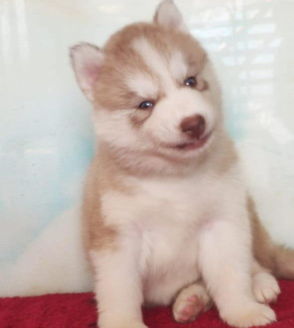 Get White & Tan Siberian Husky Puppies From Pune.