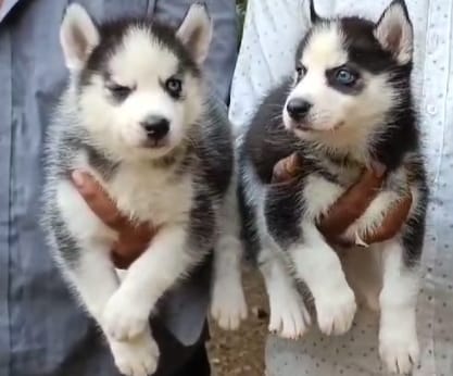 Buy siberian husky puppies from chennai at perfect price.

