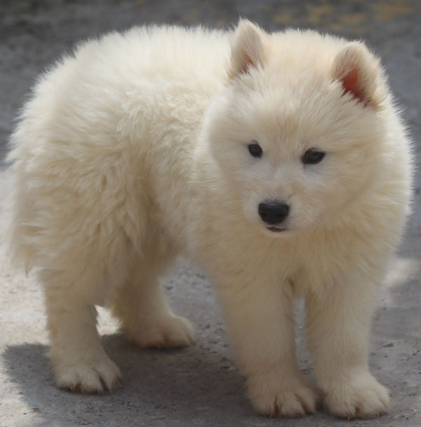 Get siberian husky male & female puppies from chennai at best quality.
