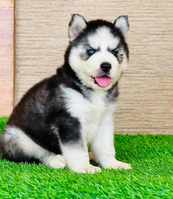 Purchase siberian husky puppies at premium quality in your city chennai.
