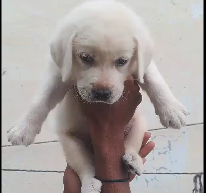 Buy friendly labrador retriever  puppy from vizag.
