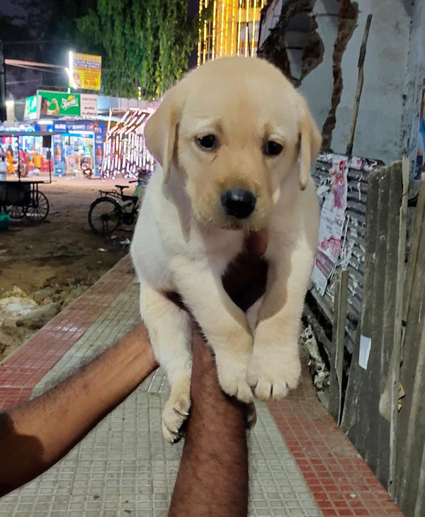 Purchase playful labrador retriever  from vizag at starting price of Rs.25,000.
